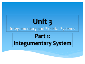 Integumentary and Skeletal Systems