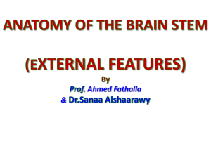 5-Brain stem-External Features 2015
