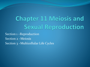 Chapter 11 meiosis and Sexual Reproduction