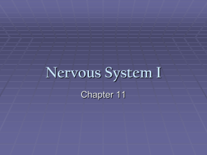 Nervous System I NL
