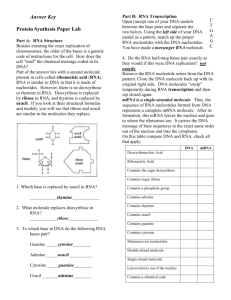 Answer Key Protein Synthesis Paper Lab