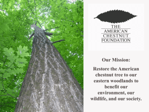 PPT 97-2003 - The American Chestnut Foundation