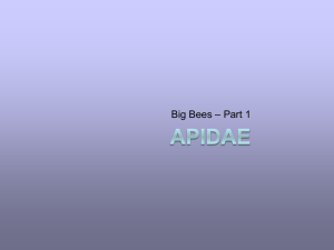 Sam Droege's Apidae (part 1)