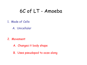 Amoeba, Paramecium, Euglena - Ppt.
