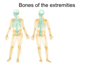 07 Bones of the extremities