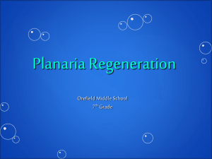 Planaria Regeneration - Parkland Science Fair