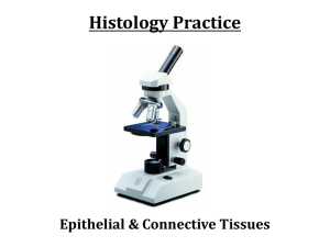 Histology Practical Quiz 1 Practice