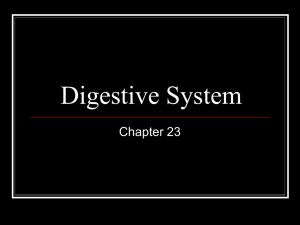 Ch. 23 Digestion
