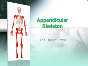 The Upper Limbs – Shoulder Girdle