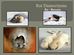 Rat Dissections by kenzie