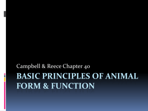 Basic Principles of animal form & function