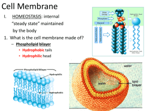 cell membrane and homeostasis environments powerpoint 2014