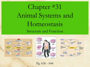 Animal Systems and Homeostasis