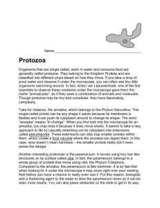 Protista Article and Questions