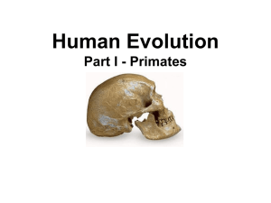 Human Evolution Part I