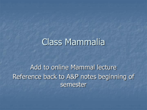 Class Mammalia lecture for web