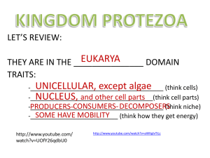 kingdom protezoa