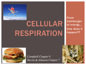 AP Biology - Cell Respiration