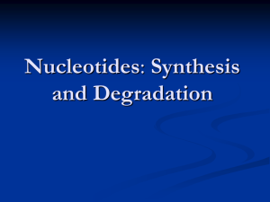 nucleotide_metab_1