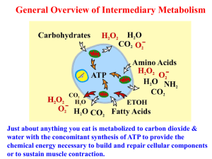 ATPMetabolism - frozencrocus.com