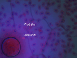 Special Eukaryotic Cells: Protists