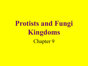 Protists and Fungi Kingdoms