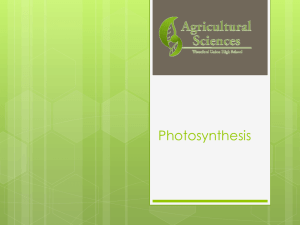 Photosynthesis - Silver Sage FFA