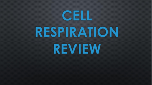 Cell Respiration Review What are the 3 steps of cell respiration?