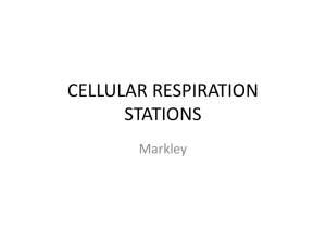 Cell Respiration Stations Notes