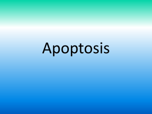 Apoptosis File
