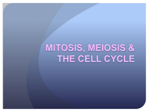 MITOSIS, MEIOSIS & THE CELL CYCLE