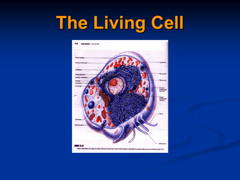 the-living-cell