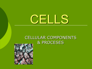 Cells- Powerpoint