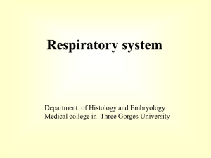 14-Respiratory system
