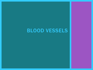 Blood Vessels - WordPress.com