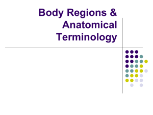 Body Regions