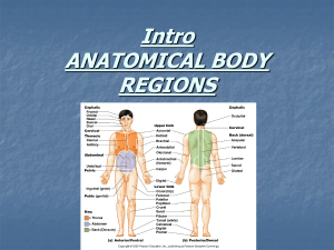 ANATOMICAL BODY REGIONS