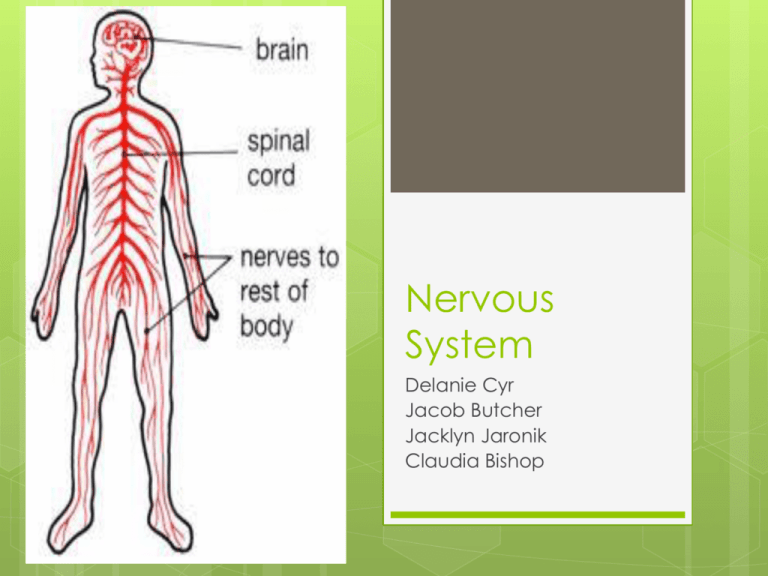 powerpoint presentation on nervous system for grade 5