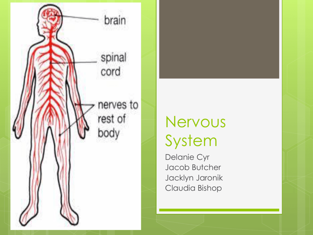 presentation for nervous system
