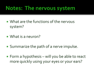 The nervous system