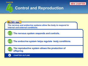 The endocrine system helps regulate conditions