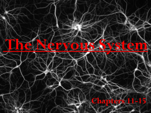 The Nervous System - (www.ramsey.k12.nj.us).