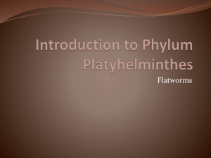 Introduction to Phylum Platyhelminthes