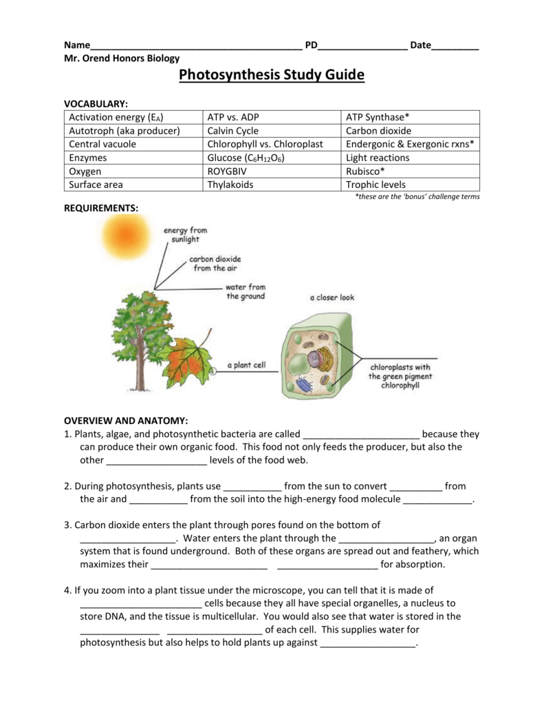 7th grade photosynthesis worksheet