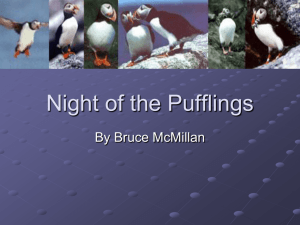 Night of the Pufflings