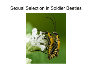 Sexual Selection in Soldier Beetles