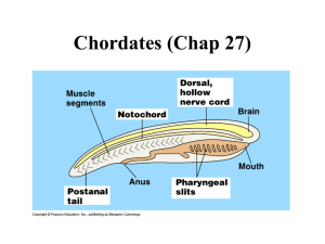 Chordates (Chap 27)
