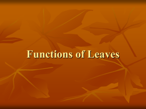 Functions of Leaves