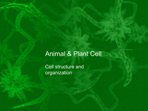 Animal Cell and Plant Cell Structure(3)