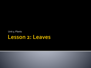 Lesson 2: Leaves